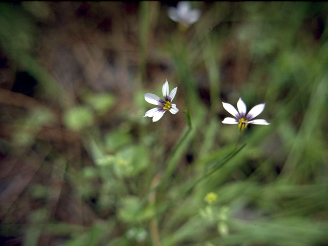 Sisyrinchium albidum (White blue-eyed grass) #2236