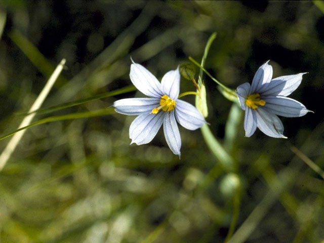 Sisyrinchium angustifolium (Narrowleaf blue-eyed grass) #2238