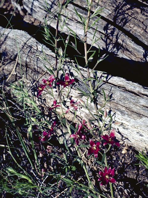 Krameria lanceolata (Trailing krameria) #2283