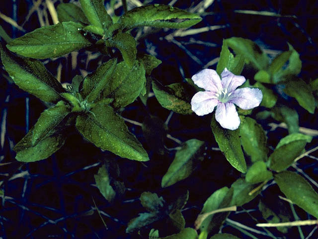 Ruellia caroliniensis (Carolina wild petunia) #2320