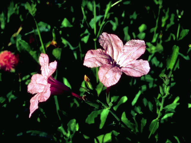 Ruellia nudiflora (Violet ruellia) #2335