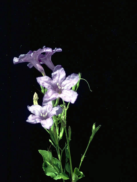 Ruellia nudiflora (Violet ruellia) #2338