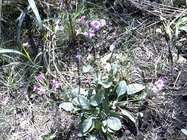 Ruellia occidentalis (Western wild petunia) #2340