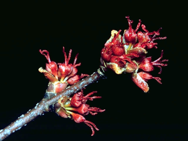 Acer rubrum (Red maple) #2372