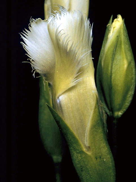 Gentianopsis crinita (Greater fringed gentian) #2434