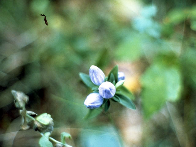 Gentiana saponaria (Harvestbells) #2456