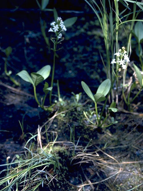 Menyanthes trifoliata (Buckbean) #2464