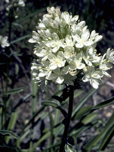 Frasera montana (White frasera) #2495