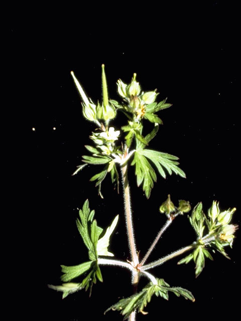 Geranium carolinianum (Carolina geranium) #2513