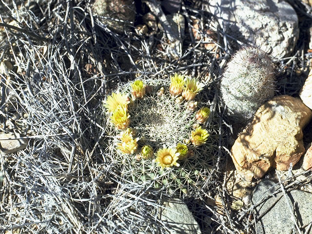Mammillaria heyderi (Little nipple cactus) #2536