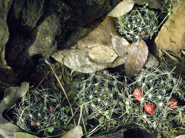 Escobaria missouriensis (Missouri foxtail cactus) #2540