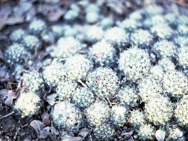Escobaria missouriensis (Missouri foxtail cactus) #2541