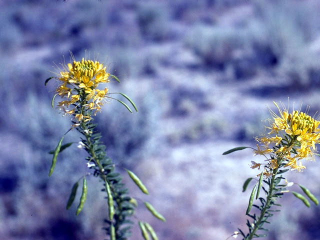 Peritoma lutea (Yellow bee-plant) #2621