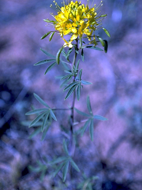 Peritoma lutea (Yellow bee-plant) #2622
