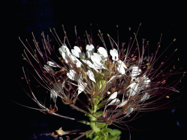 Polanisia dodecandra (Redwhisker clammyweed) #2631