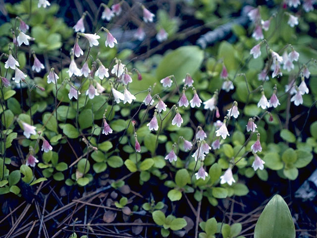 Linnaea borealis (Twinflower) #2647