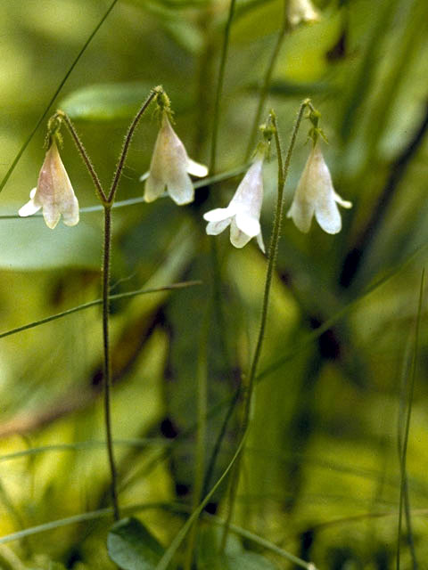 Linnaea borealis (Twinflower) #2650