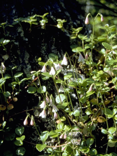 Linnaea borealis ssp. americana (Twinflower) #2651