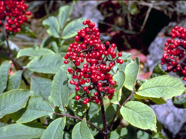 Sambucus racemosa (Red elderberry) #2689