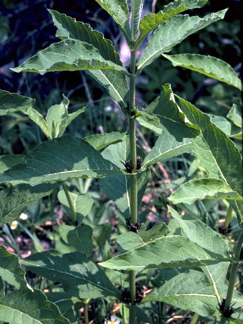 Triosteum perfoliatum (Feverwort) #2697