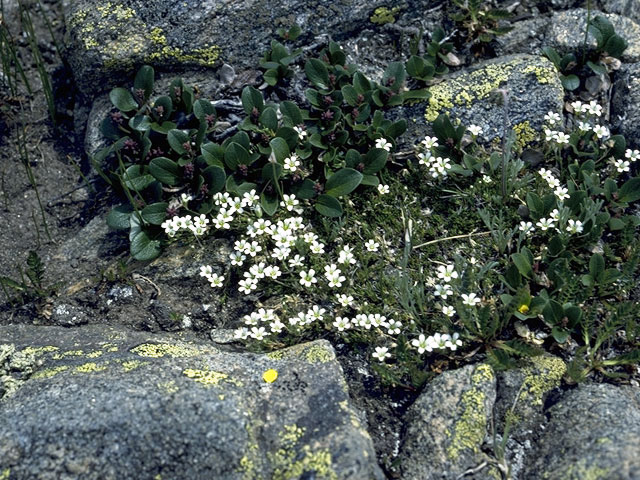 Minuartia biflora (Mountain stitchwort) #2728