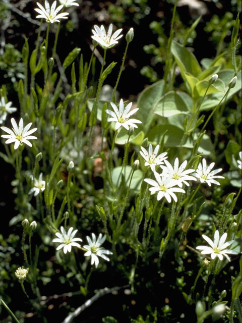Stellaria longipes (Longstalk starwort) #2889