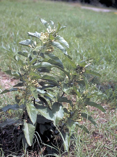 Asclepias oenotheroides (Zizotes milkweed) #2911