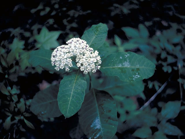 Asclepias variegata (Redring milkweed) #2936