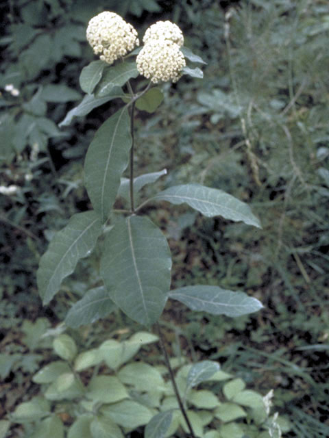 Asclepias variegata (Redring milkweed) #2938