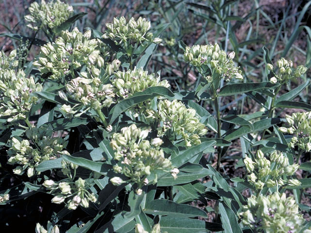 Asclepias viridis (Green milkweed) #2949