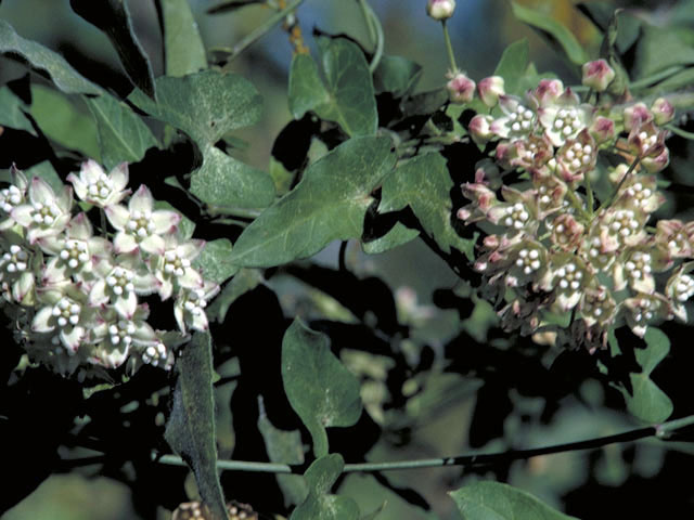 Funastrum cynanchoides ssp. cynanchoides (Fringed twinevine) #2967