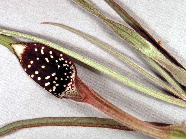 Aristolochia erecta (Swanflower) #2811