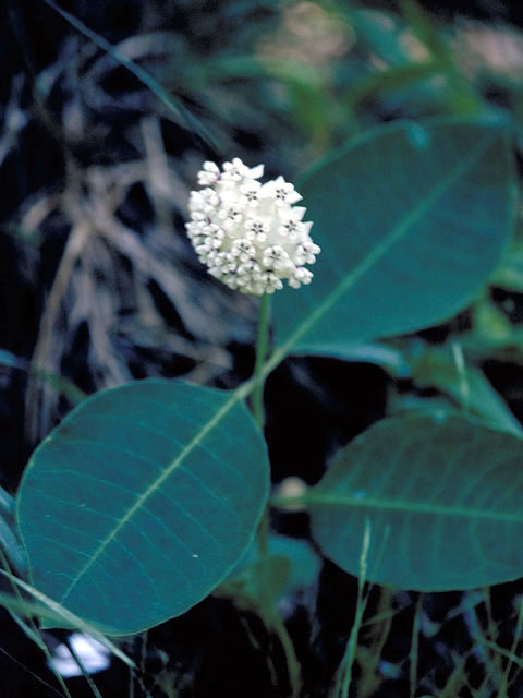 Asclepias variegata (Redring milkweed) #2845