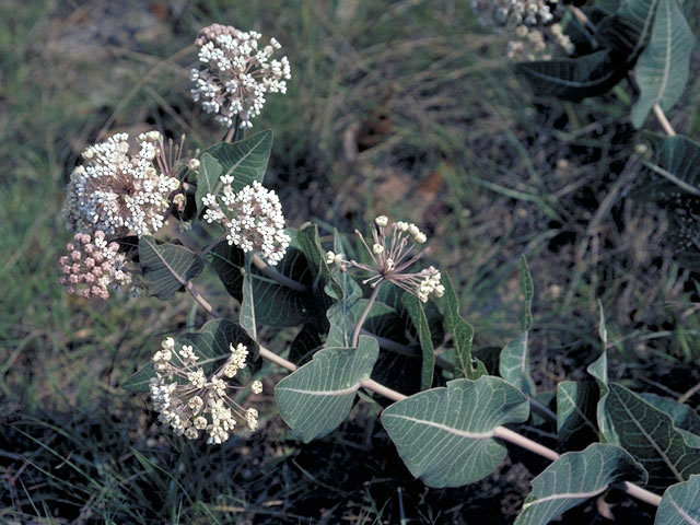 Asclepias humistrata (Pinewoods milkweed) #2846
