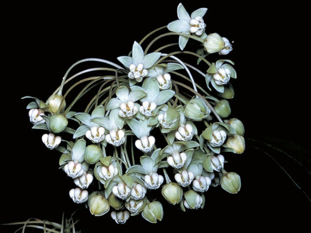Asclepias exaltata (Poke milkweed) #2862