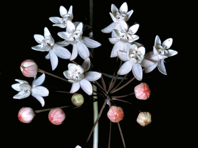 Asclepias quadrifolia (Fourleaf milkweed) #2866