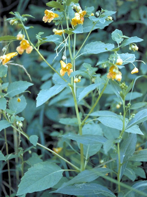 Impatiens capensis (Jewelweed) #2974