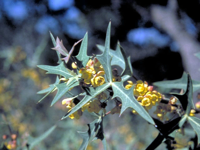 Mahonia trifoliolata (Agarita) #2996
