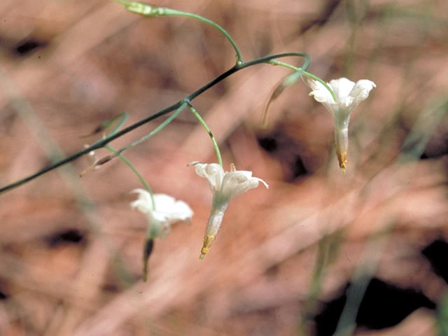 Vancouveria hexandra (White insideout flower) #3031