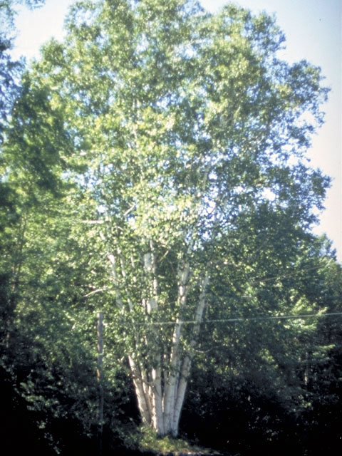 Betula populifolia (Gray birch) #3042