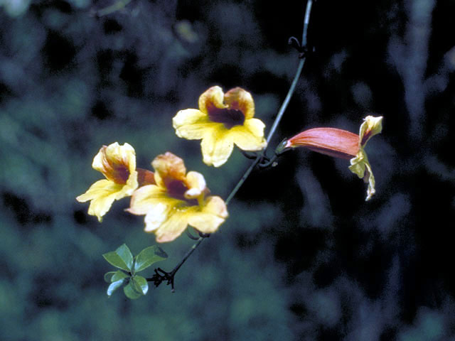Bignonia capreolata (Crossvine) #3048