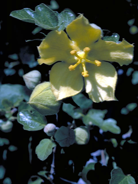 Fremontodendron californicum (California flannelbush) #3072