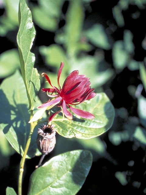 Calycanthus occidentalis (Western sweetshrub) #3074