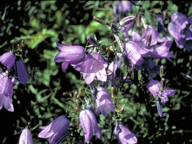 Campanula rotundifolia (Bluebell bellflower) #3103
