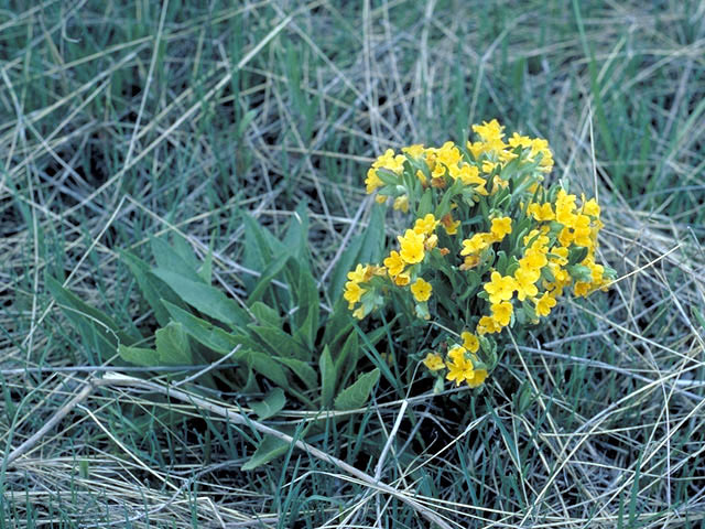 Lithospermum canescens (Hoary puccoon) #3171