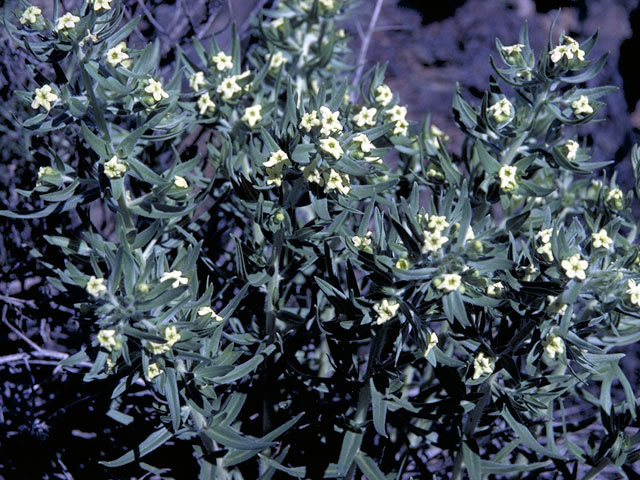 Lithospermum ruderale (Western stoneseed) #3182