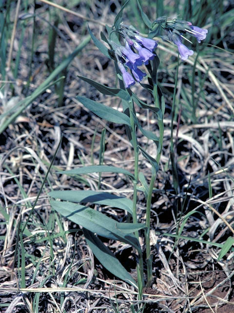 Mertensia lanceolata (Prairie bluebells) #3191