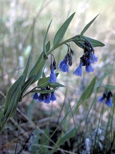 Mertensia lanceolata (Prairie bluebells) #3192