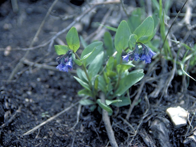 Mertensia oblongifolia (Oblongleaf bluebells) #3193