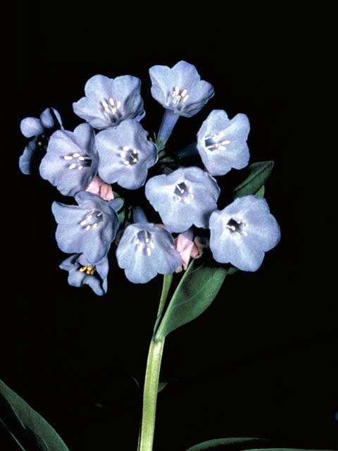 Mertensia virginica (Virginia bluebells) #3202